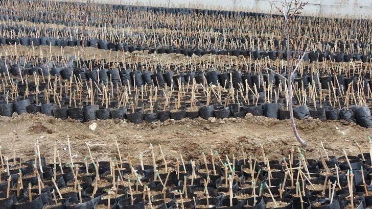 3 bin yıllık Erciş üzümünü yaygınlaştırma çalışması G3