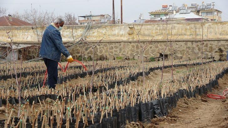 3 bin yıllık Erciş üzümünü yaygınlaştırma çalışması G4