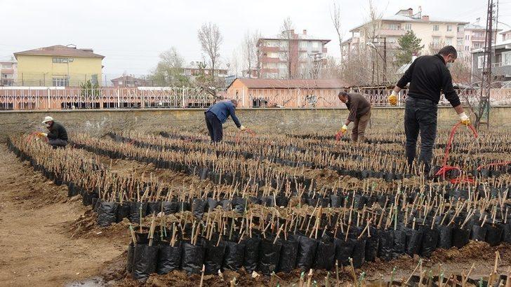 3 bin yıllık Erciş üzümünü yaygınlaştırma çalışması G5