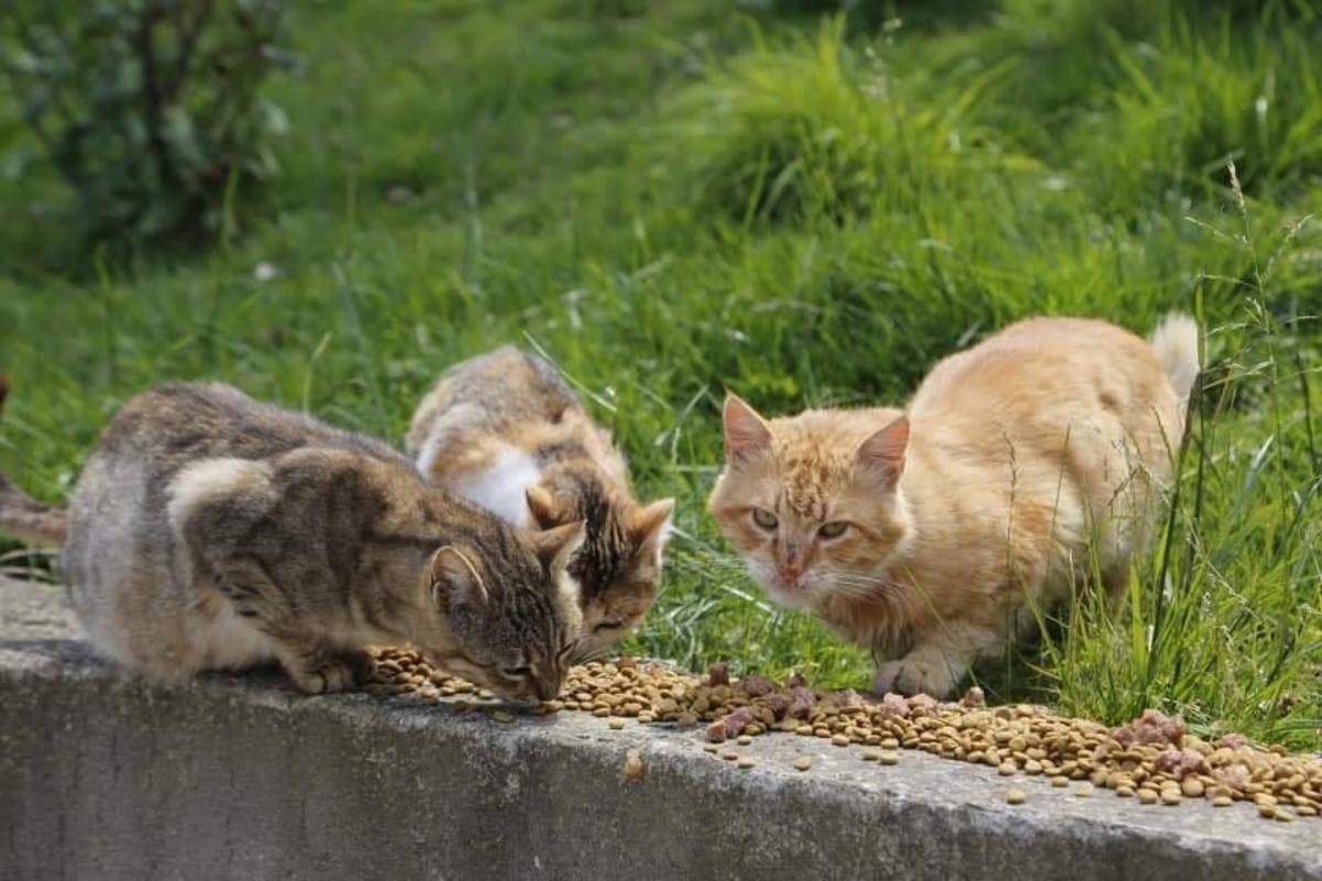 Kartepe&rsquo;de sokak hayvanları ihmal edilmiyor