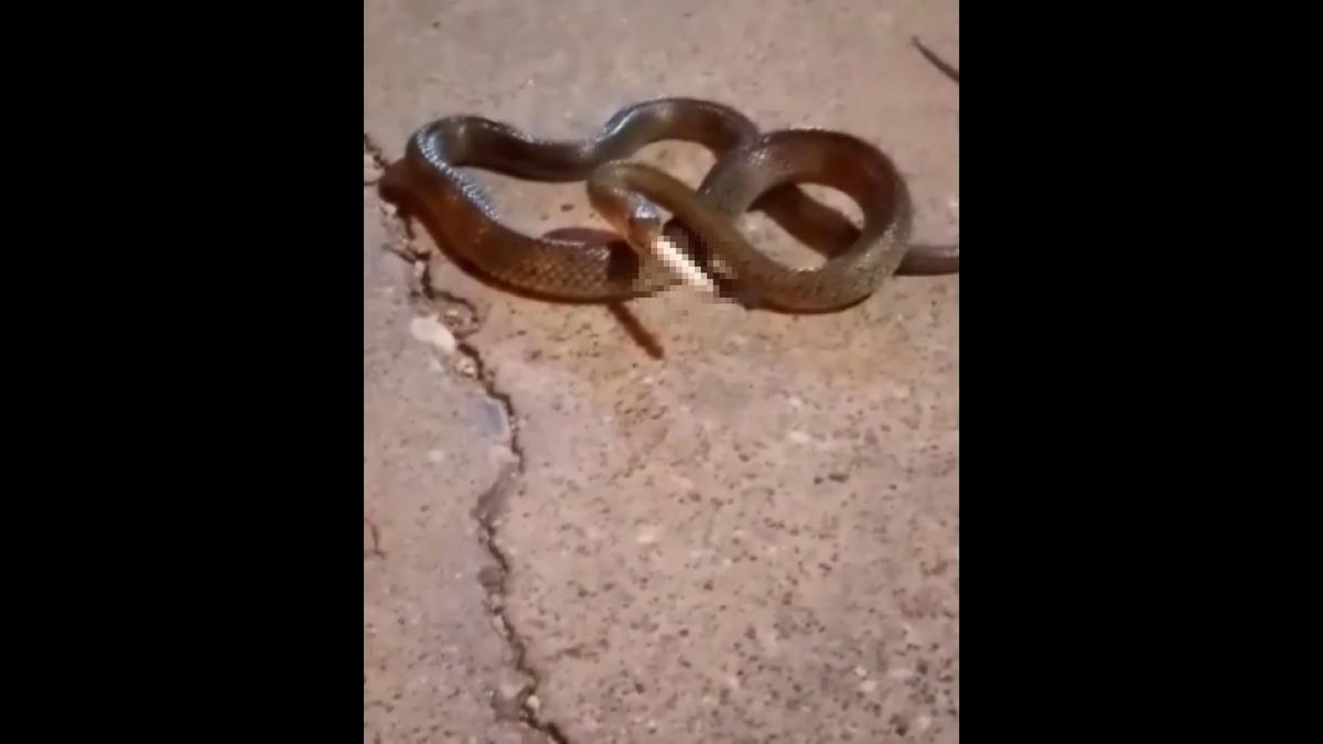 Adana'da akılalmaz olay! Yılanın ağzına sigara koyup eğlendiler