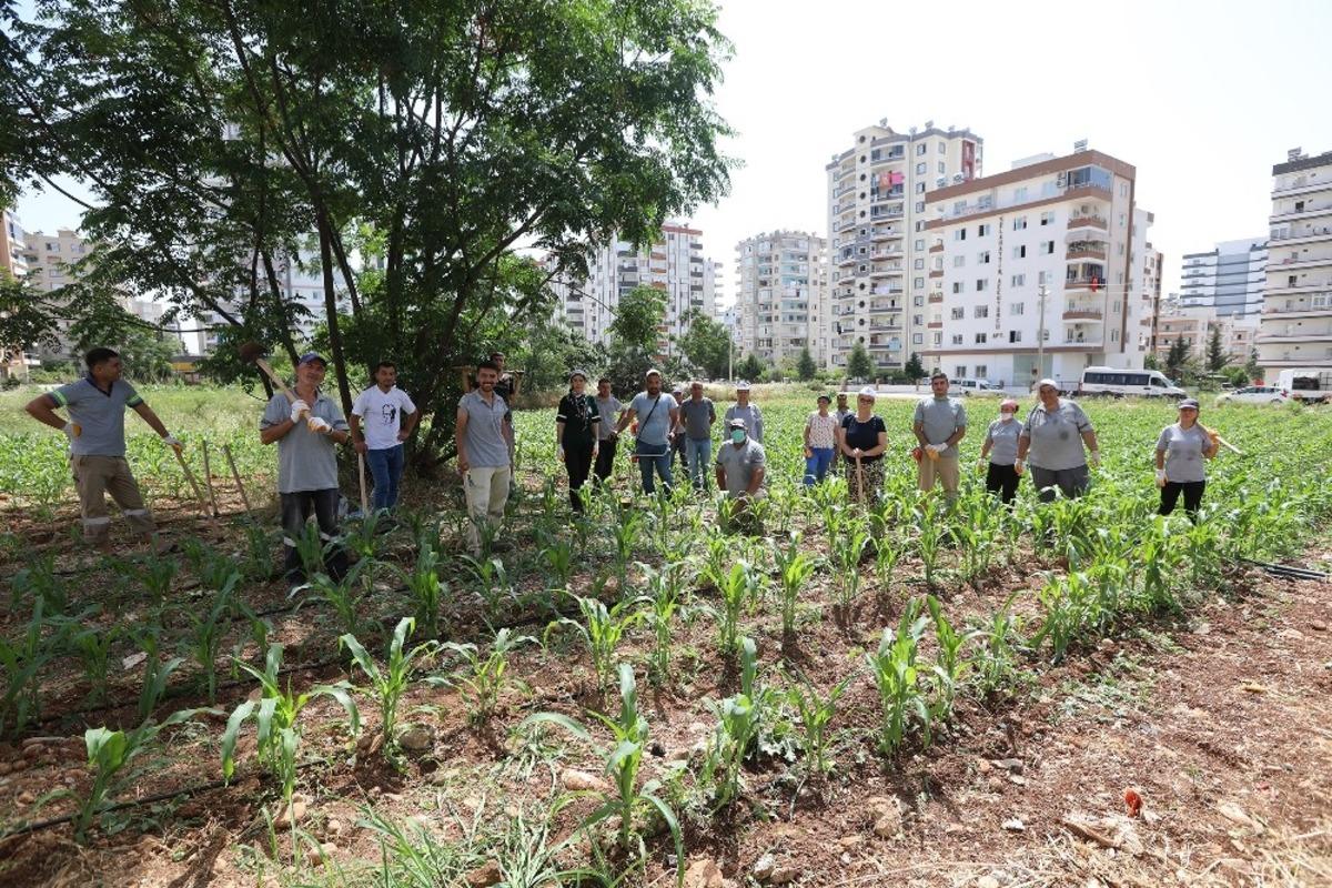 Mezitli&rsquo;de &rsquo;Kent i&ccedil;i tarım projesi&rsquo; başarıyla s&uuml;r&uuml;yor