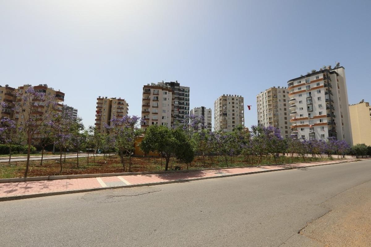 Jakaranda koruluğu, b&ouml;lge halkına nefes oldu