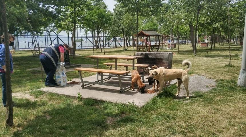 K&ouml;rfez Belediyesi&rsquo;nden sokak hayvanlarına su ve mama