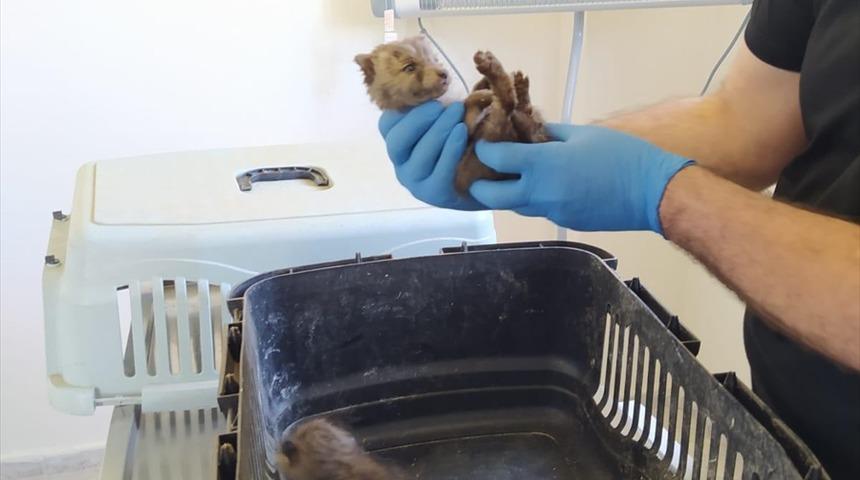 Bingöl'de bitkin halde bulunan 2 yavru kurt korumaya alındı