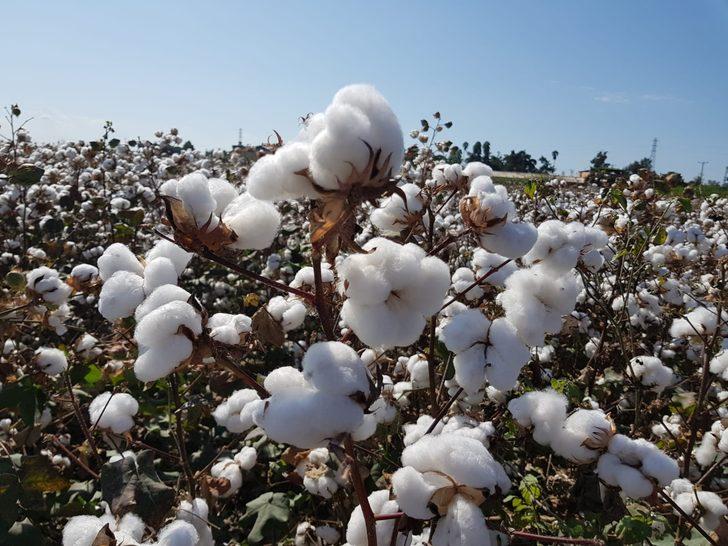 Adana'nın tescilli ürün sayısı 10'a yükseliyor G4