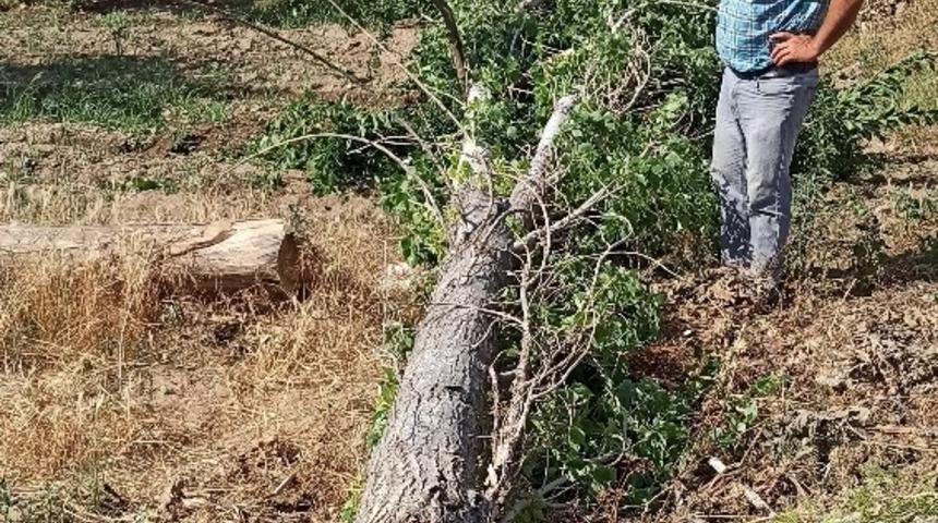 Yağış ve r&uuml;zgar ağa&ccedil; devirdi