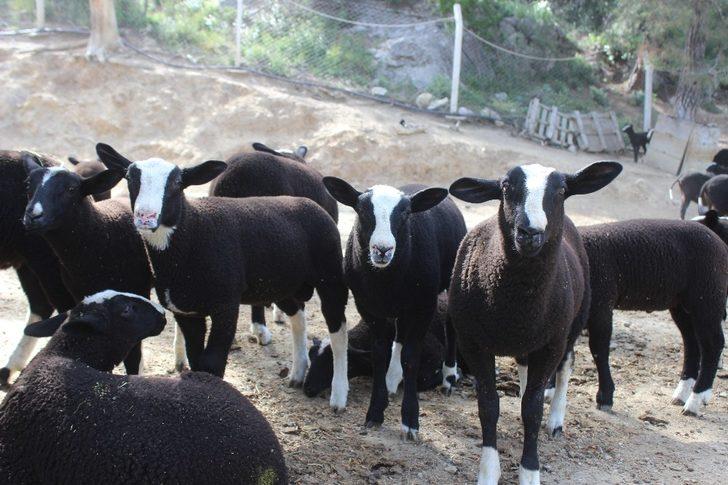 Zwartbles koyununu Türkiye’ye getirdi! Bu koyunu almak isteyenler 5 ay sıra bekliyor G3