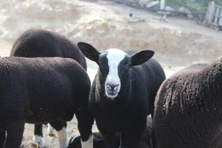Zwartbles koyununu Türkiye’ye getirdi! Bu koyunu almak isteyenler 5 ay sıra bekliyor G4
