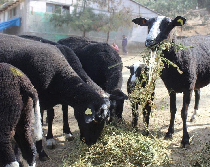 Zwartbles koyununu Türkiye’ye getirdi! Bu koyunu almak isteyenler 5 ay sıra bekliyor G5