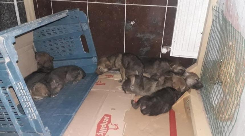 Iğdır&rsquo;da bulunan yavru kurtlar koruma altına alındı