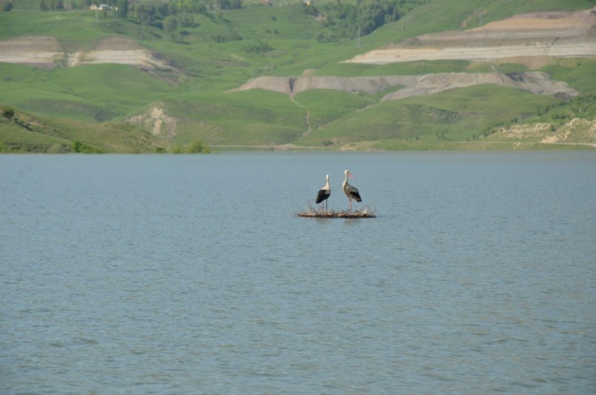 Su seviyesi y&uuml;kselince yavru leylekler yuvada telef oldu