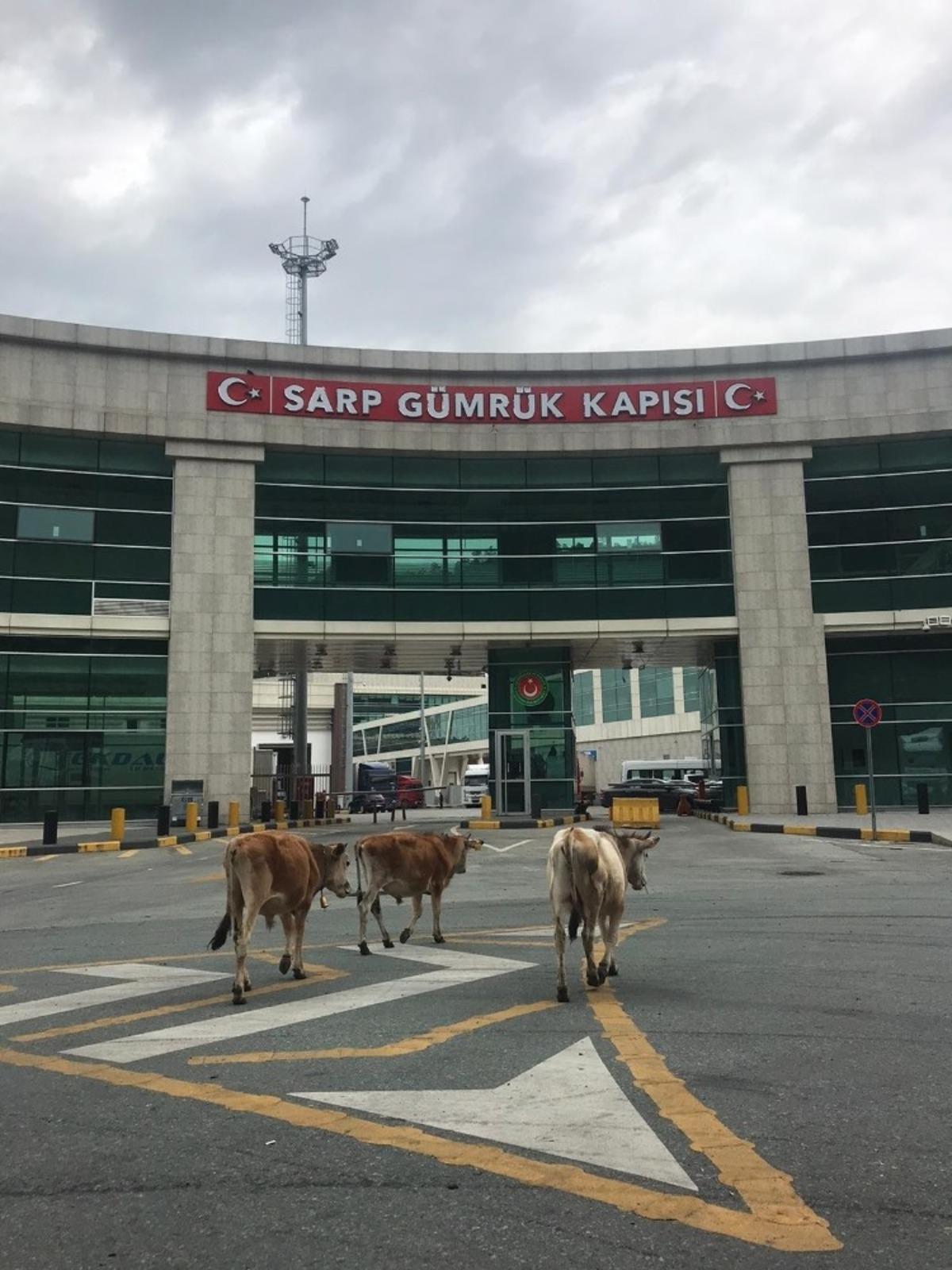 Sarp Sınır Kapısı&rsquo;nda g&uuml;l&uuml;mseten g&ouml;r&uuml;nt&uuml;ler