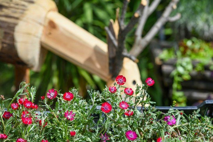 Endemik “Sevgi Çiçeği” koruma altına alındı G3