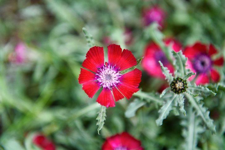 Endemik “Sevgi Çiçeği” koruma altına alındı G5