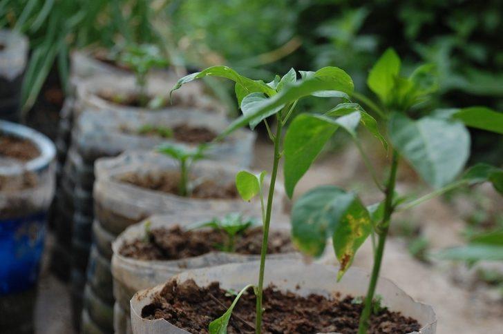 Ev ve bahçesinde çiçek ve sebze yetiştiren kadın: G4