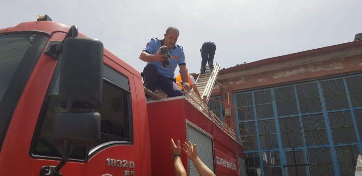 İtfaiye yavru köpek için seferber oldu G2