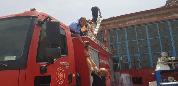 İtfaiye yavru köpek için seferber oldu G4