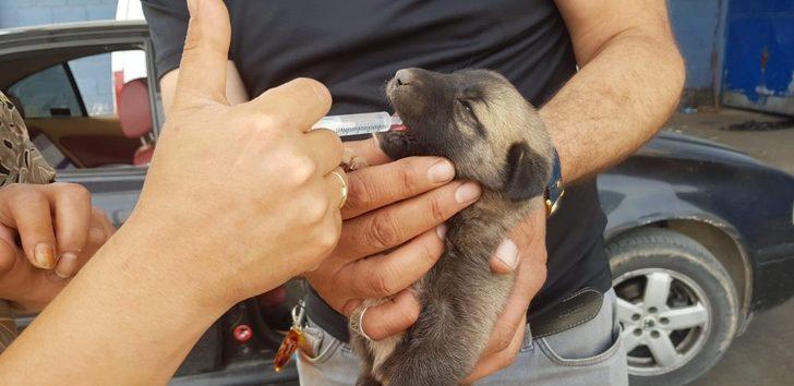 İtfaiye yavru köpek için seferber oldu G5