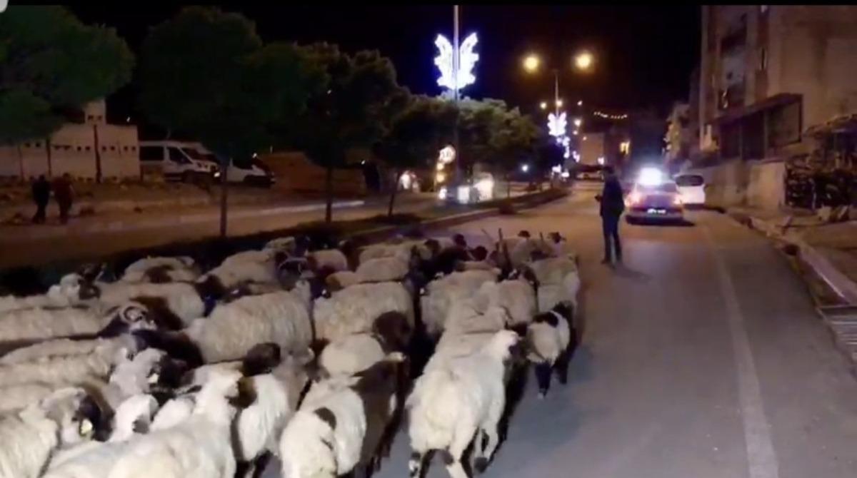 Hakkari şehir merkezinden koyun s&uuml;r&uuml;s&uuml; ge&ccedil;ti