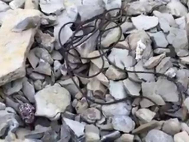 Balık tutmaya giden adamın oltasına 'Nematomorpha' takıldı