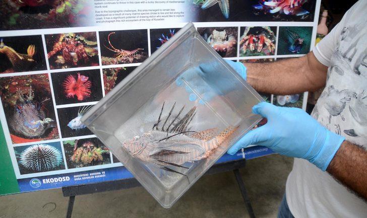 Kuşadası'nda zehirli Aslan balığı görüldü G1