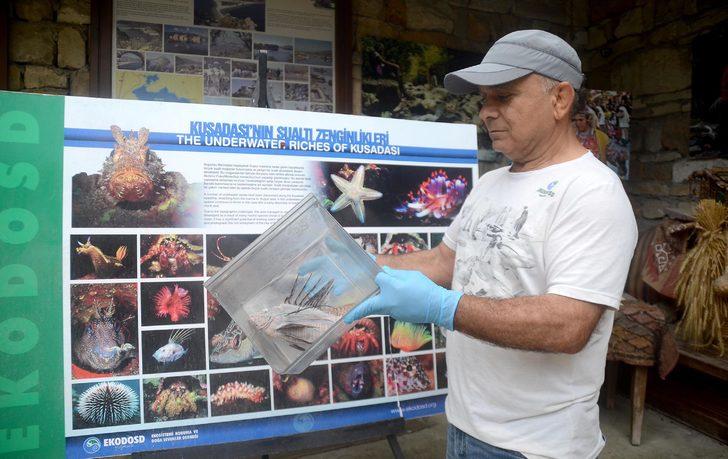 Kuşadası'nda zehirli Aslan balığı görüldü G2
