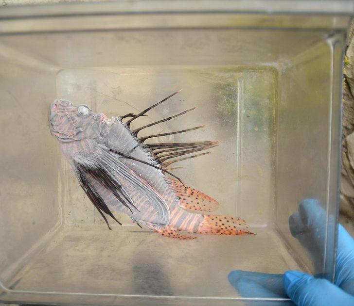 Kuşadası'nda zehirli Aslan balığı görüldü G3