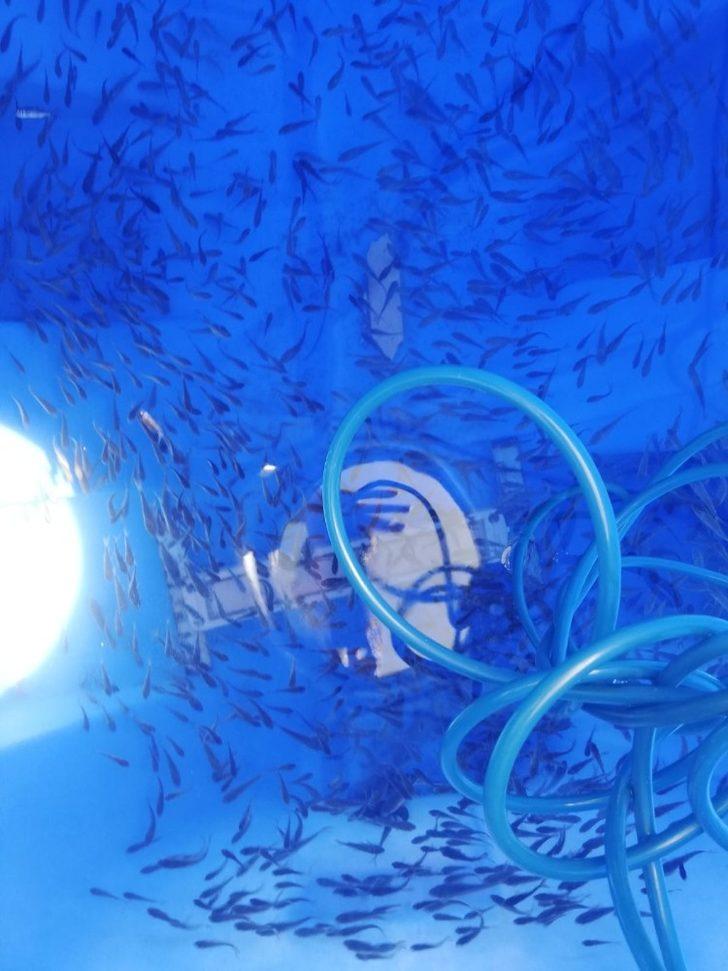 Yeniköy göletine 40 bin sazan yavrusu bırakıldı G3