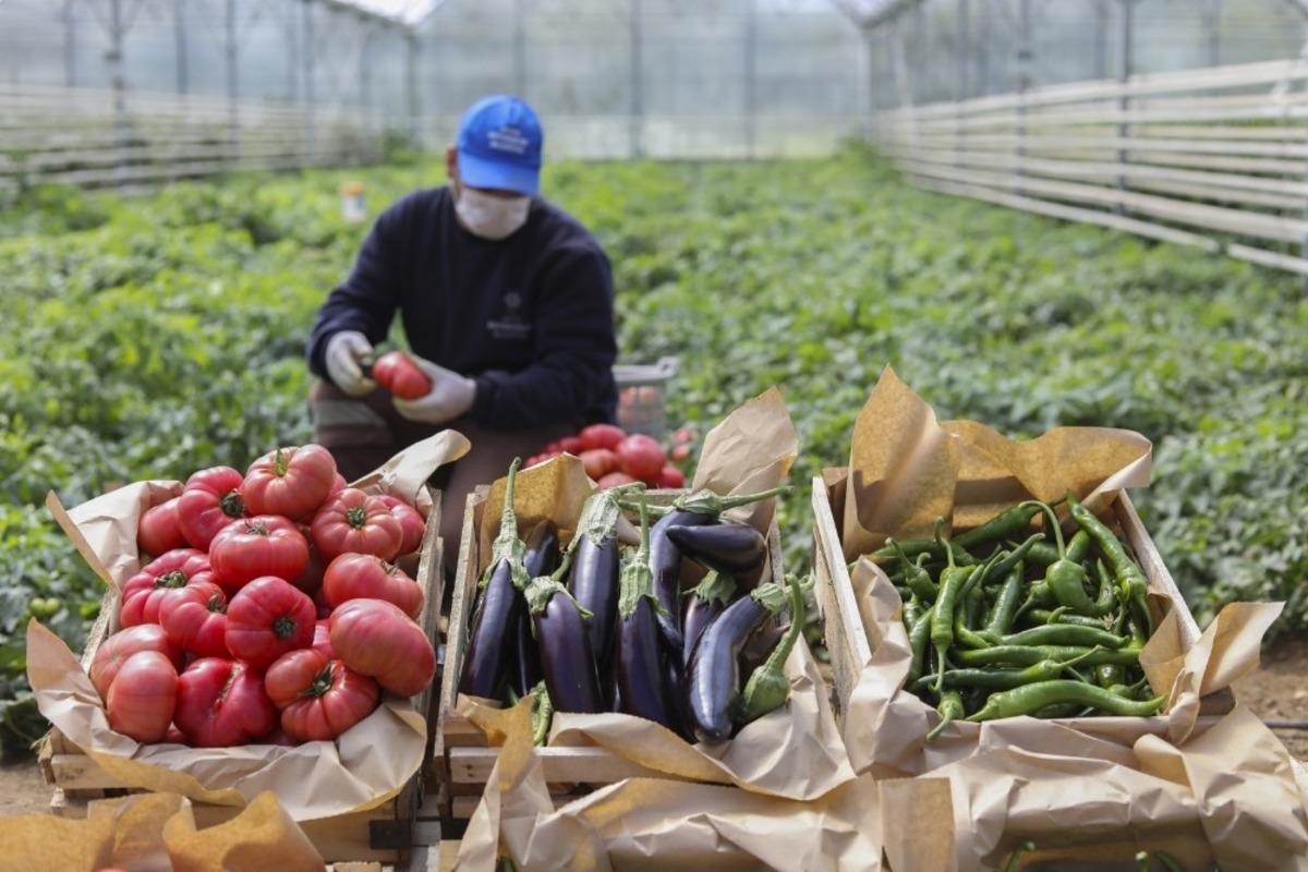 Ata tohumlarından &uuml;retilen 3 milyon fide vatandaşlarla buluştu