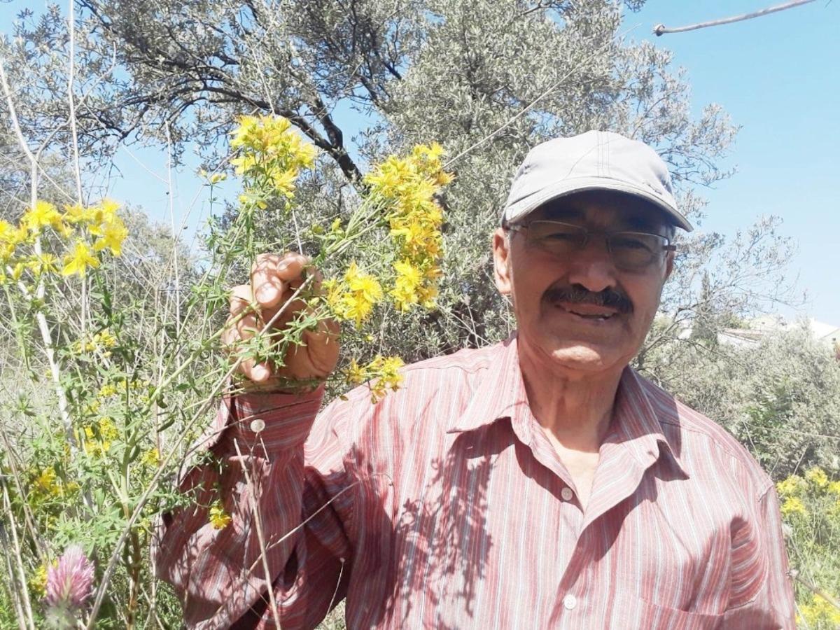 Burhaniye&rsquo;de kantaron &ccedil;i&ccedil;eği hasadına başlandı