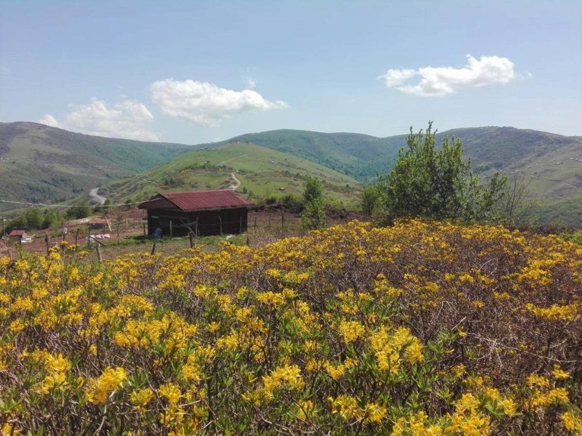 Ordu&rsquo;nun yaylalarında sarı &ccedil;i&ccedil;ekler y&uuml;z&uuml;n&uuml; g&ouml;sterdi