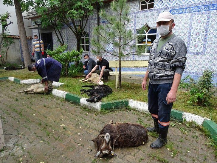 Mahalle halkı “Koronavirüs bitsin” diye kurban kesti G3