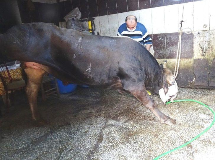 Mahalle halkı “Koronavirüs bitsin” diye kurban kesti G4