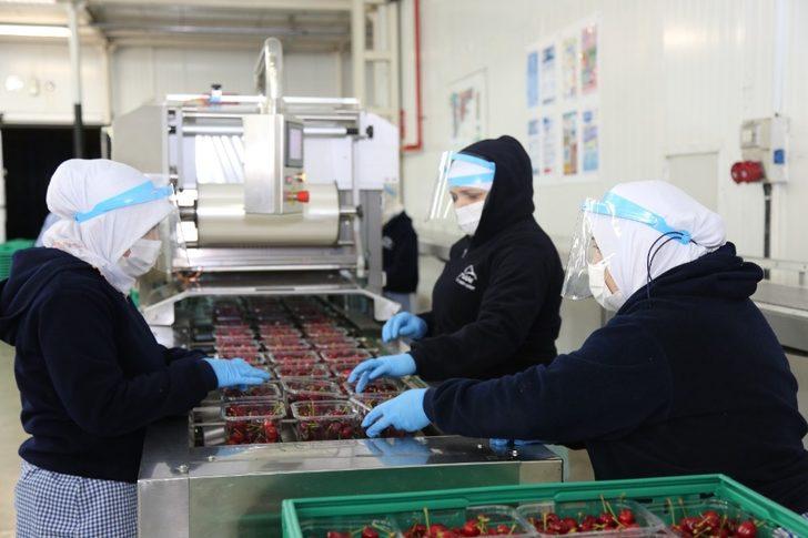 Bursa’nın ilk kiraz hasadı Almanya yolcusu G1