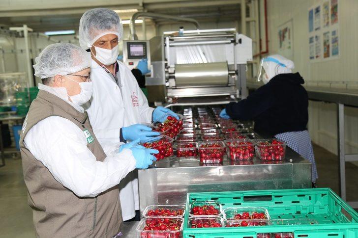 Bursa’nın ilk kiraz hasadı Almanya yolcusu G3