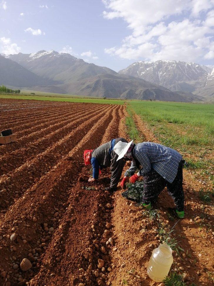 Ovacık’ta 10 bin fide toprakla buluştu G2