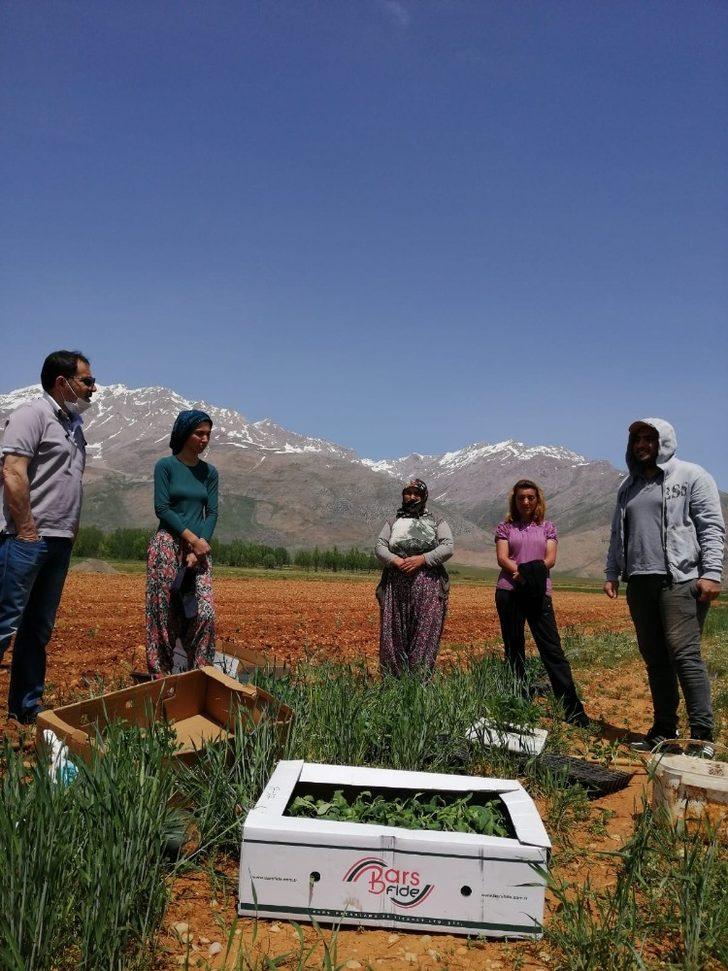 Ovacık’ta 10 bin fide toprakla buluştu G3