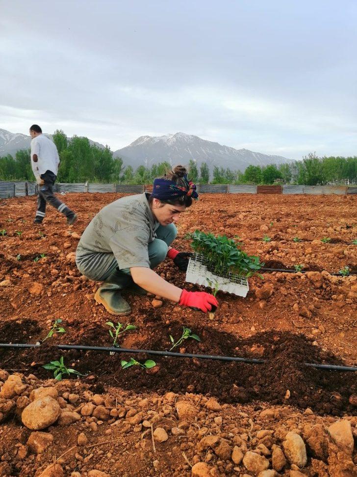 Ovacık’ta 10 bin fide toprakla buluştu G5