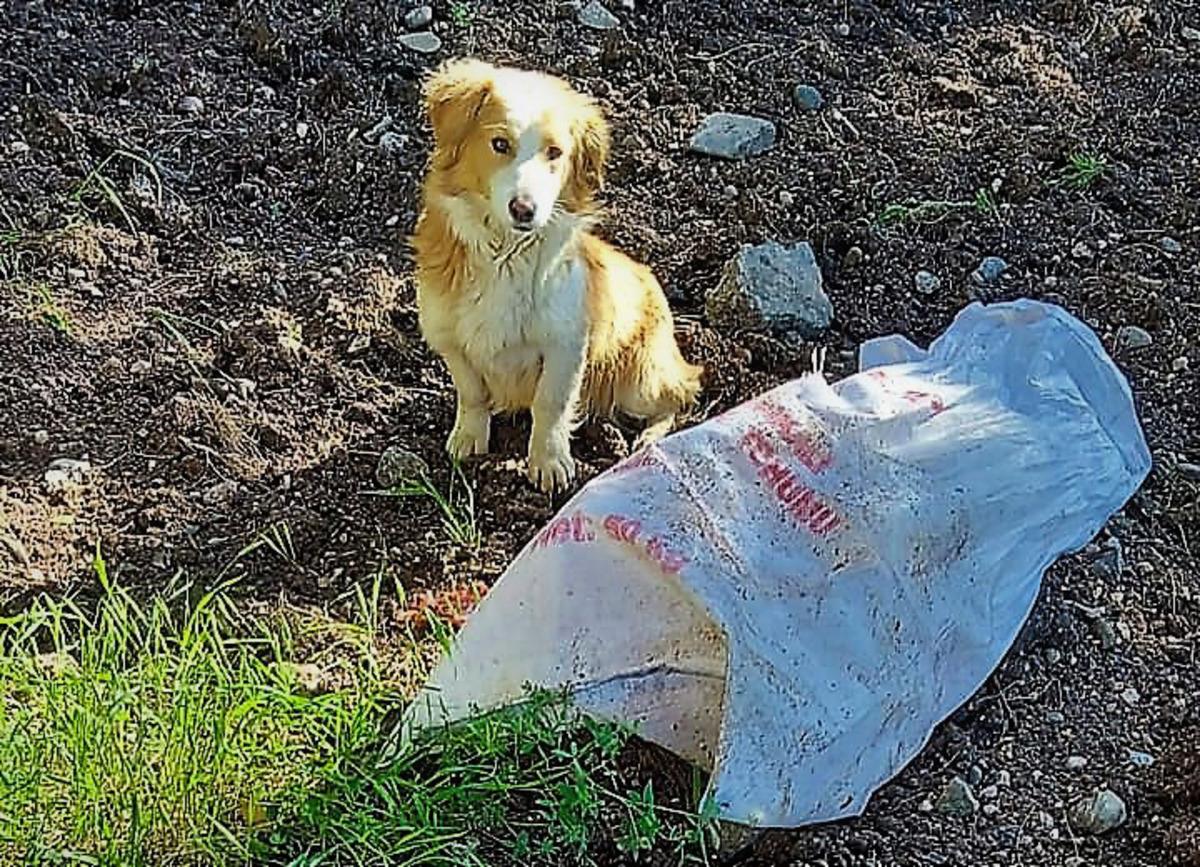 Ağzı bağlı &ccedil;uvala konulan k&ouml;pek, &ouml;l&uuml;me terk edildi