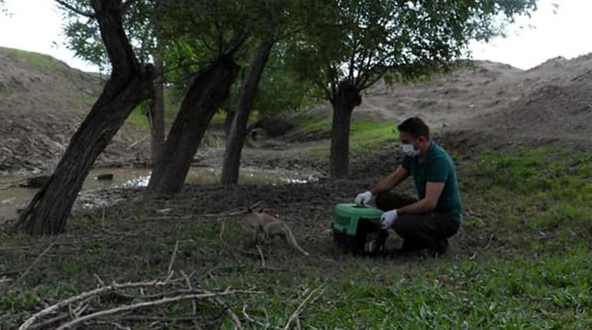 Tedavisi tamamlanan tilki doğaya bırakıldı
