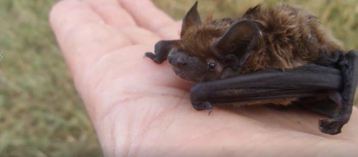 Görüntüler Türkiye'den! Mağaraya girip yarasayı öptü G1