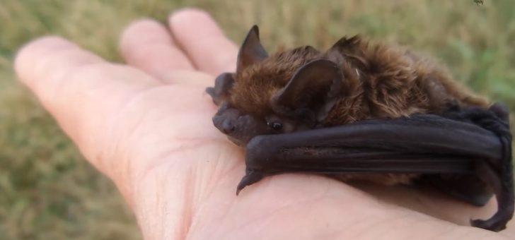 Görüntüler Türkiye'den! Mağaraya girip yarasayı öptü G2