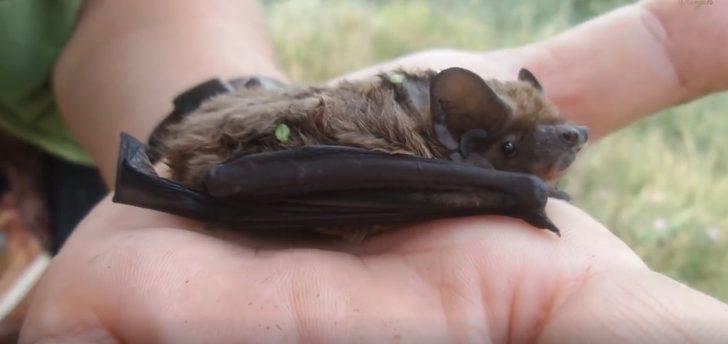 Görüntüler Türkiye'den! Mağaraya girip yarasayı öptü G3