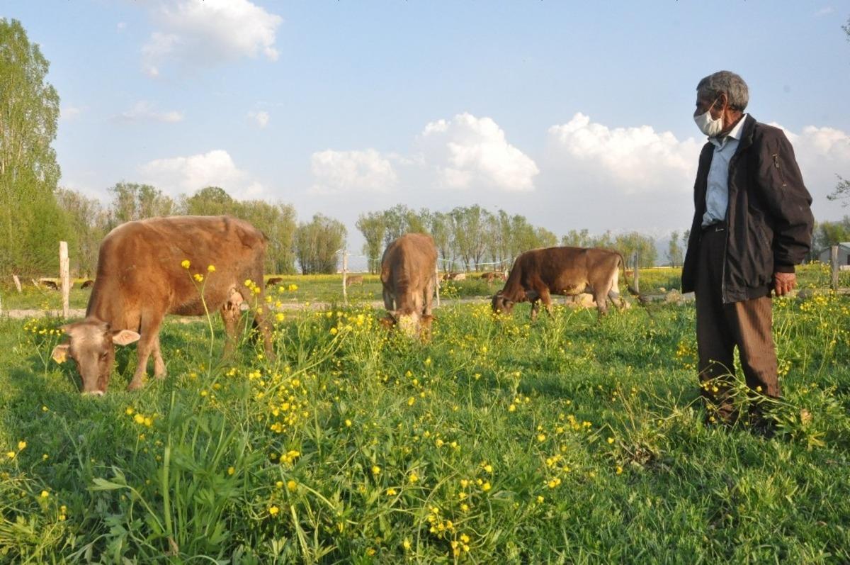 Mehmet amcaya 2 inek ve 2 buzağı hediye edildi