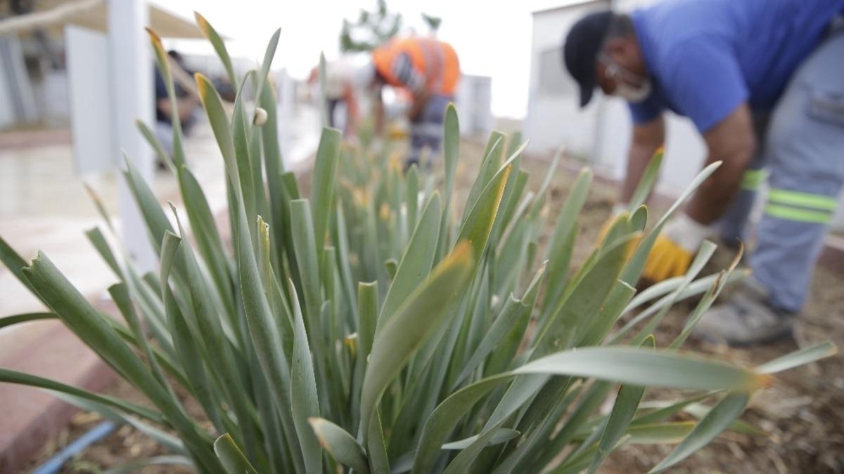 Nesli t&uuml;kenen kum zambakları koruma altına alındı