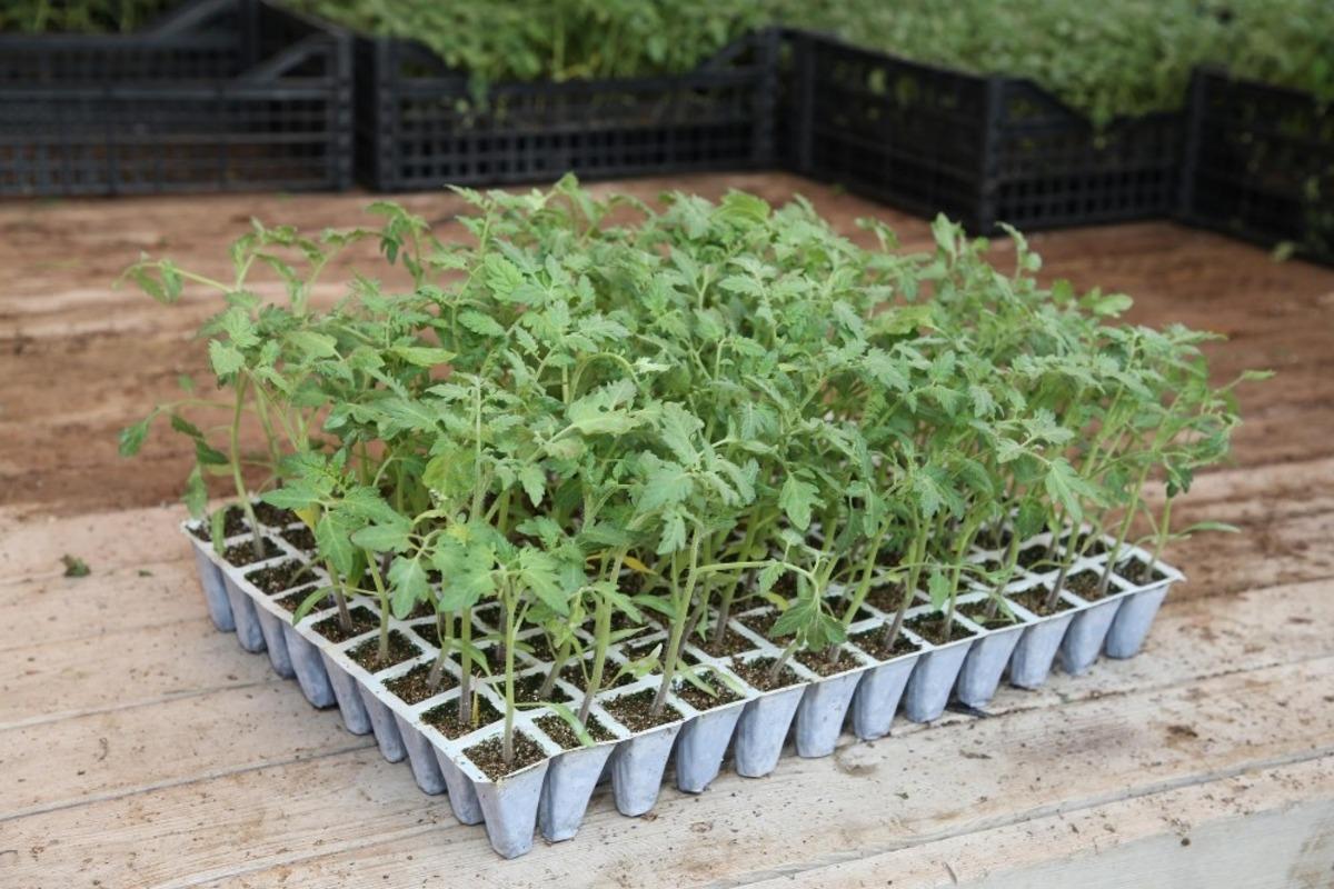 Geleceğimiz g&uuml;zelleşsin diye 80 bin organik fide