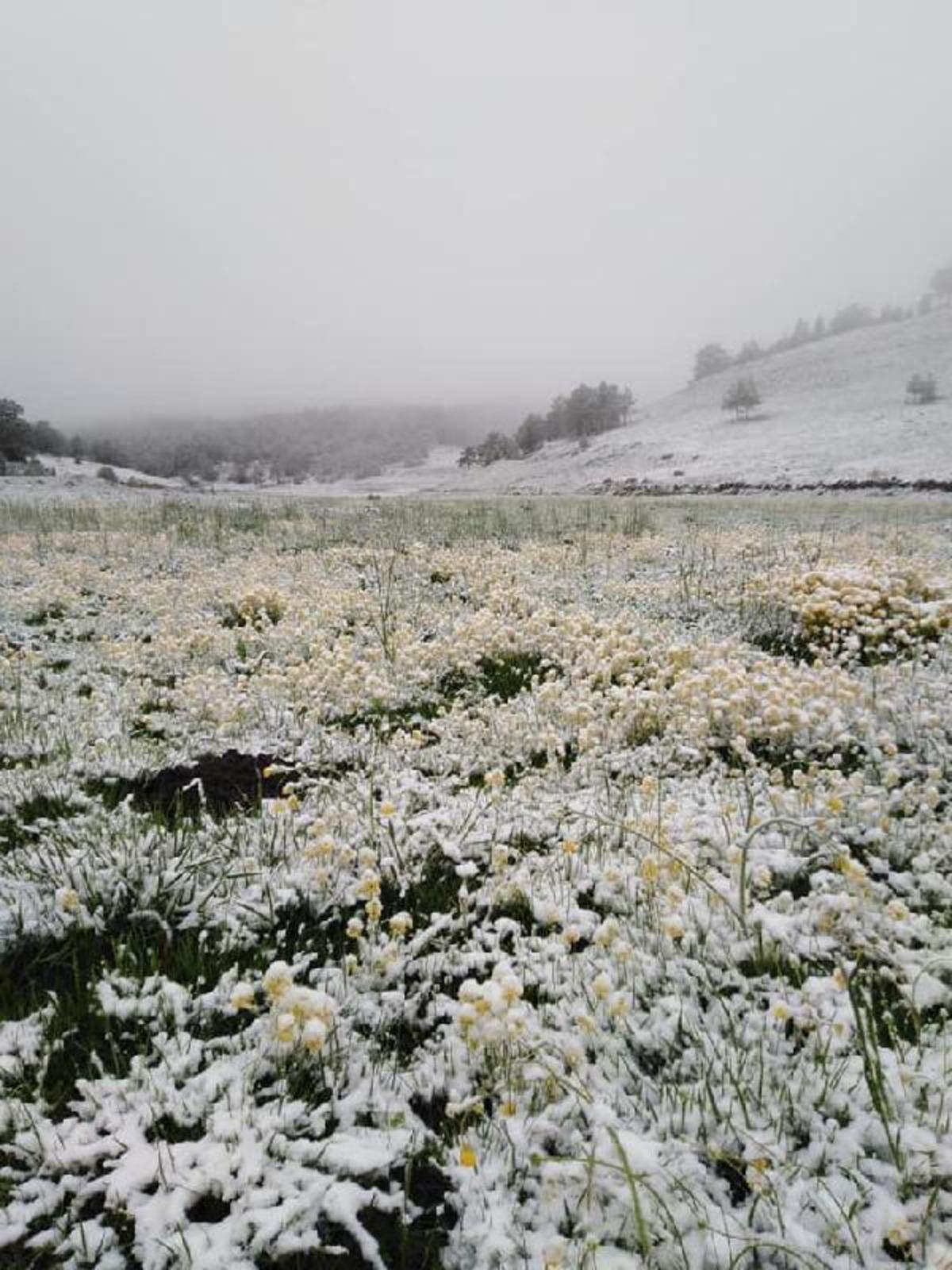 Sivas'ta hava sıcaklığı 17 derece d&uuml;şt&uuml;! Y&uuml;ksek kesimlere kar yağdı