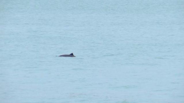 Yer: İstanbul Boğazı! Böyle görüntülendiler