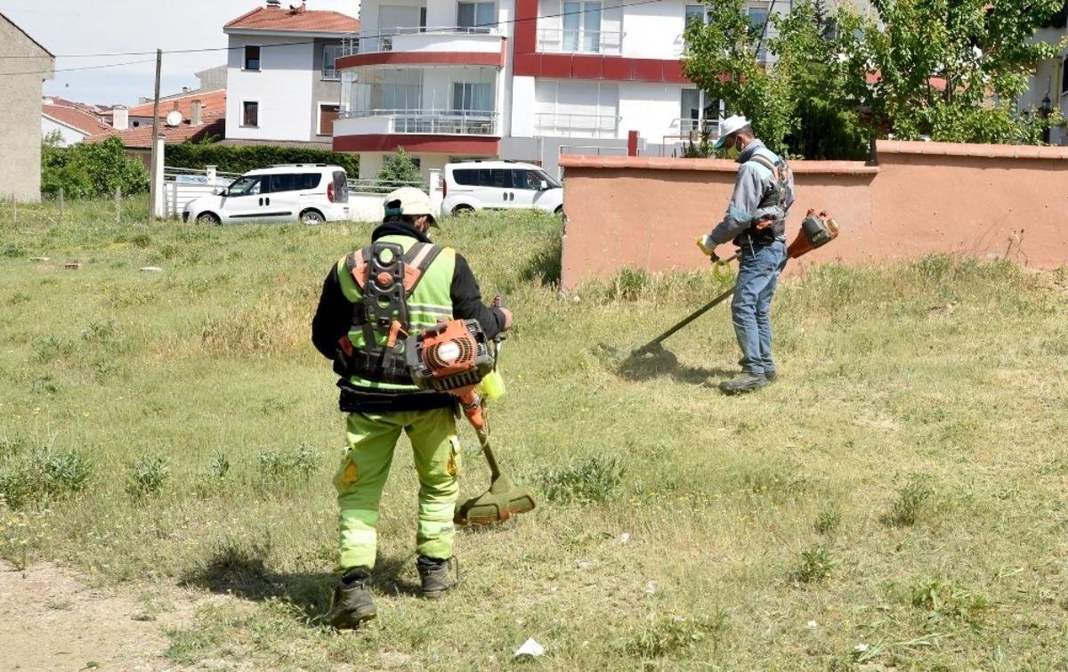 Yabani otlar temizleniyor